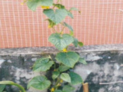 小黄瓜