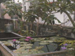 发财树