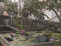 发财树