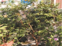 树龙葡