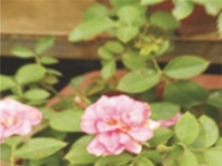 蔷薇花