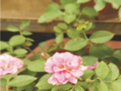 蔷薇花