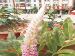 猫尾草