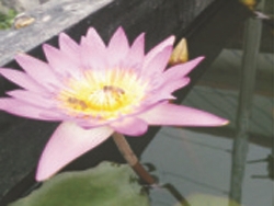 睡莲花