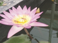 睡莲花