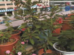 环保绿化