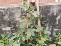 百香果
